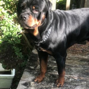 Meet your Posher, Molly